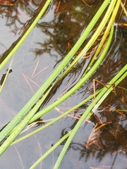 Sparganium angustifolium