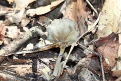 Porotheleaceae