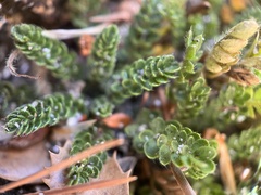 Ivesia callida