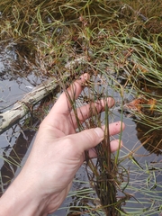 Juncus alpinoarticulatus
