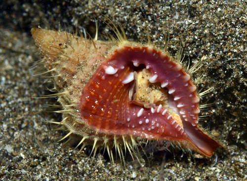 taxonomy_inaturalist image for Distorsio