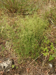 Galium melanantherum