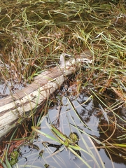 Juncus alpinoarticulatus