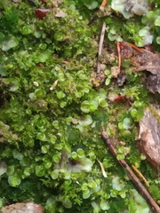 Solenostoma gracillimum