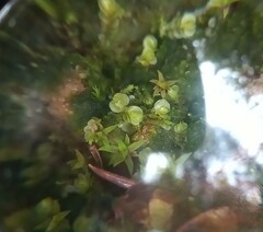 Solenostoma gracillimum