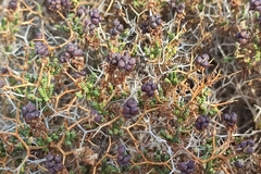 Sarcopoterium spinosum