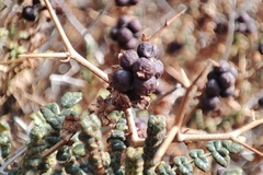 Sarcopoterium spinosum
