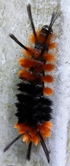 Turuptiana obliqua