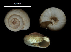 Backeljaia gigaxii