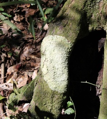 Cryptothecia striata