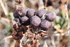 Sarcopoterium spinosum