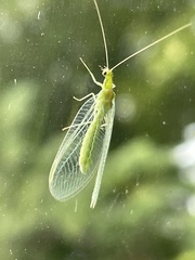 Chrysoperla rufilabris
