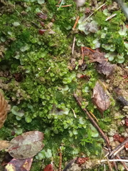 Solenostoma gracillimum