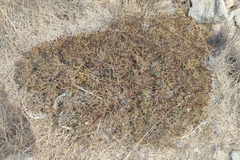 Sarcopoterium spinosum