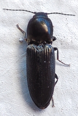 Elateridae