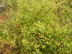 Galium melanantherum