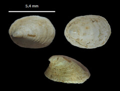 Ancylus fluviatilis
