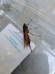 Urocerus californicus