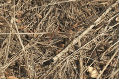 Locusta migratoria