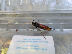 Urocerus californicus