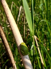 Hyla arborea