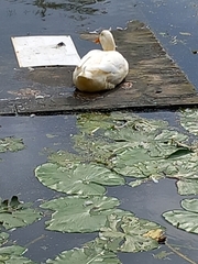 Anas platyrhynchos domesticus