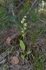 Epipactis