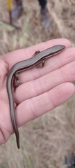 Aspronema dorsivittatum