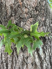 Quercus palustris