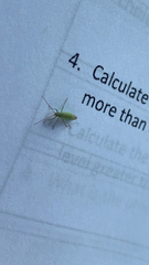 Trigonotylus caelestialium