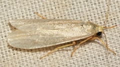 Eilema interpositella