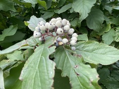 Cornus sericea