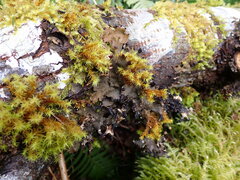 Peltigera collina