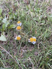 Matricaria chamomilla