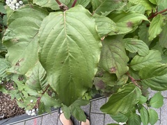 Cornus sericea