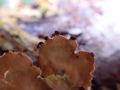 Peltigera collina