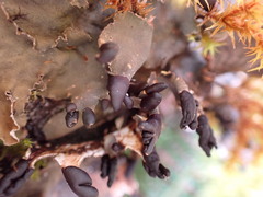 Peltigera collina