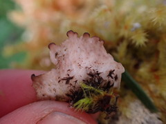Peltigera collina