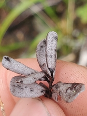 Lophodermium melaleucum