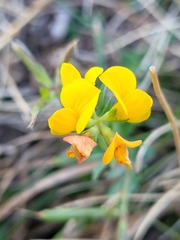 Lotus corniculatus