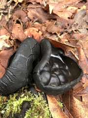 Pseudoplectania nigrella