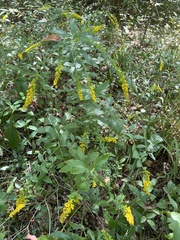 Solidago ulmifolia