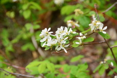 Amelanchier alnifolia