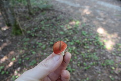 Lactarius aurantiacus