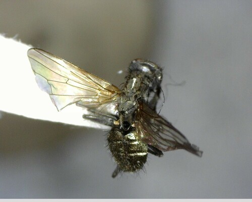 iNaturalist observation photo of Flies