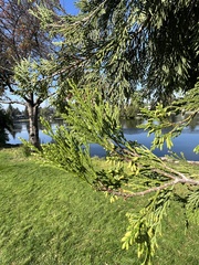 Calocedrus decurrens