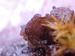 Scytinium polycarpum