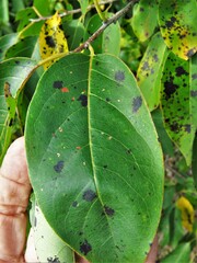Pseudocercospora kaki