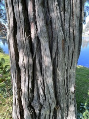 Calocedrus decurrens