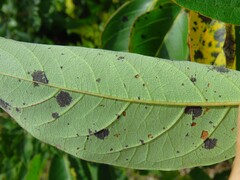 Pseudocercospora kaki